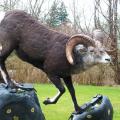 Stone Ram Stone Ram
